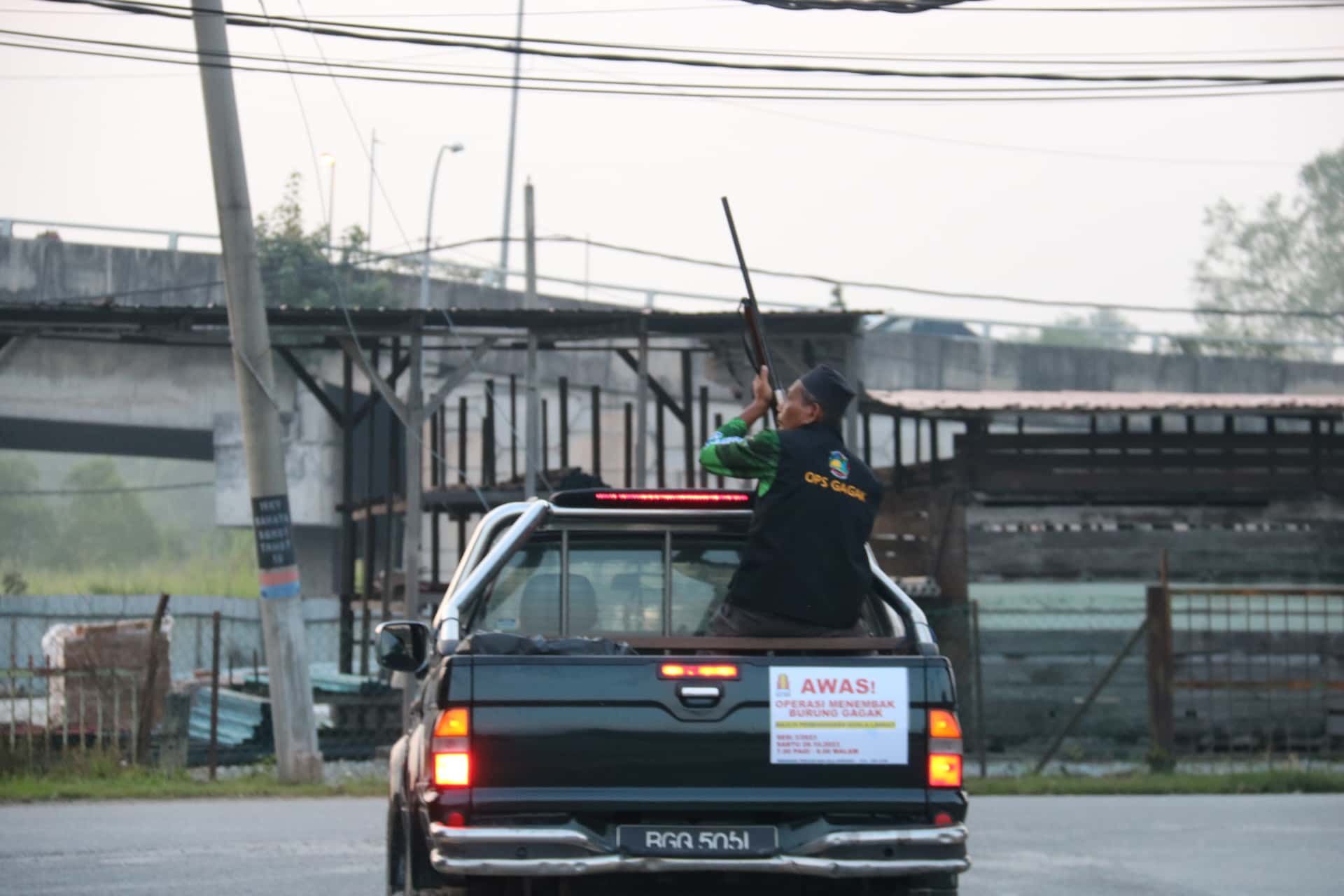 瓜冷市会射杀乌鸦 43枪手打下985乌鸦