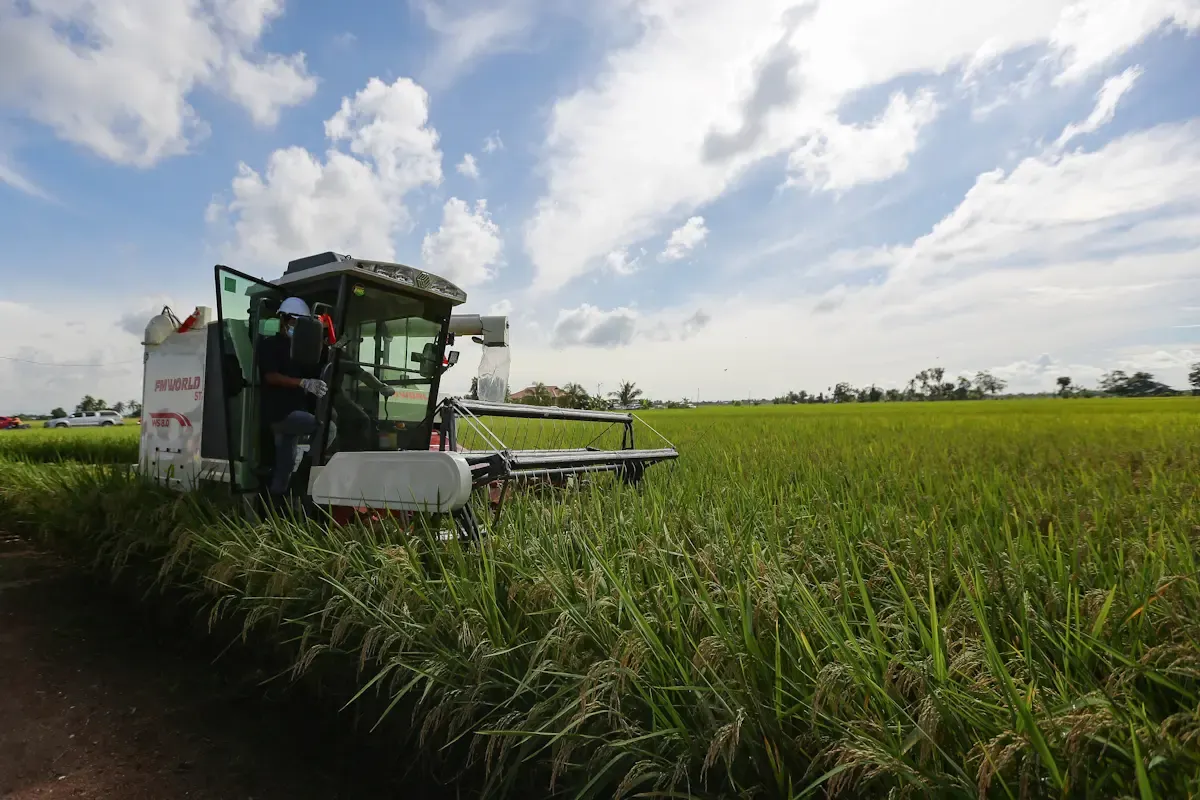 Over 20,000ha of padi fields lost nationwide