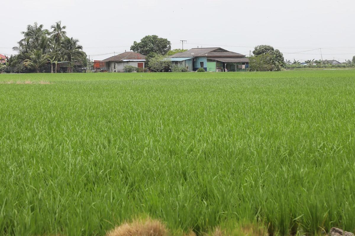 Industri padi perlu sedia hadapi cuaca lebih panas tahun depan