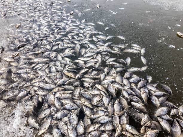 Factory runoff kills fish in Alam Jaya retention pond: Report