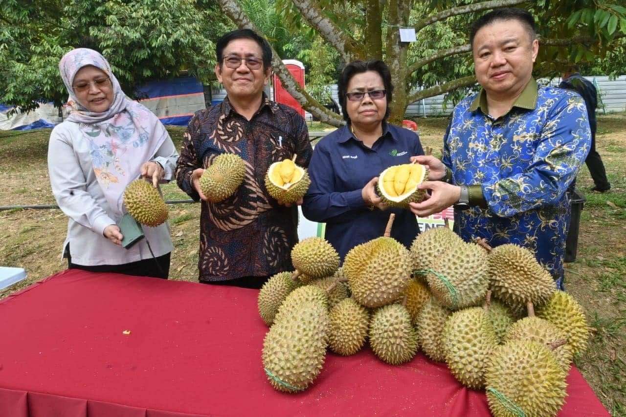 待中国准大马出口榴莲鲜果 农业局：可提高榴莲出口额