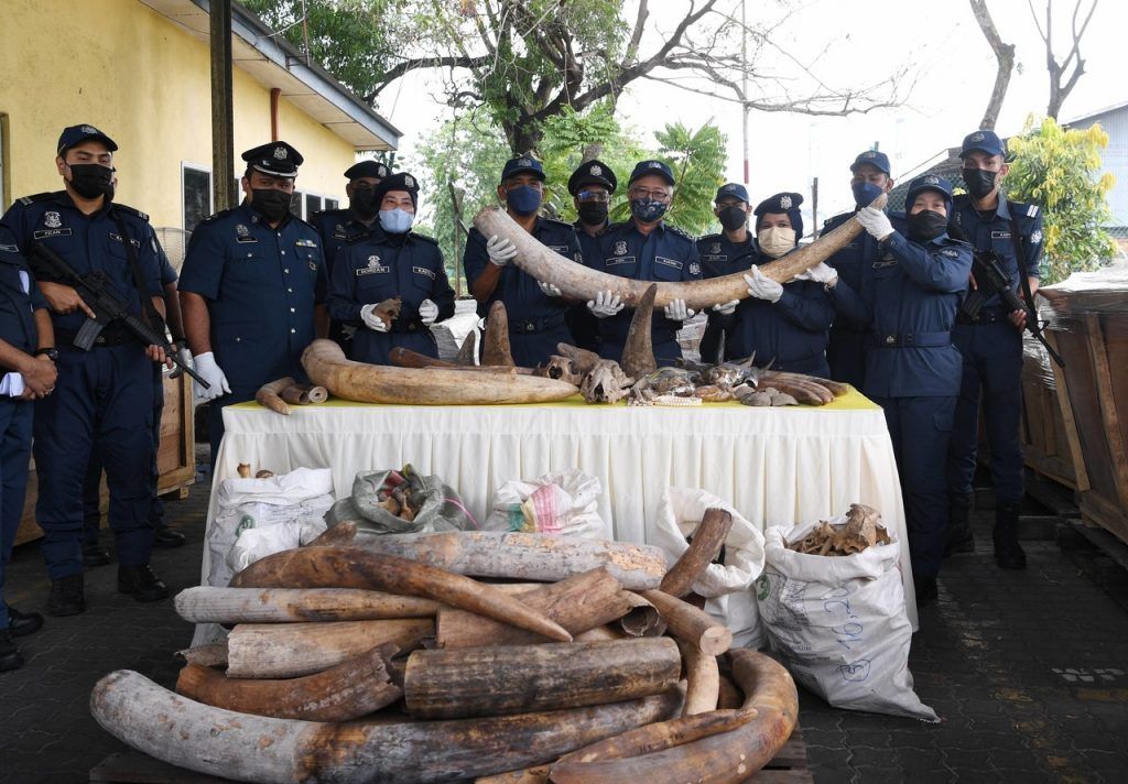 வனவிலங்குகள் தொடர்பான குற்றங்கள் இவ்வாண்டு 6.79 விழுக்காடு குறைந்தன