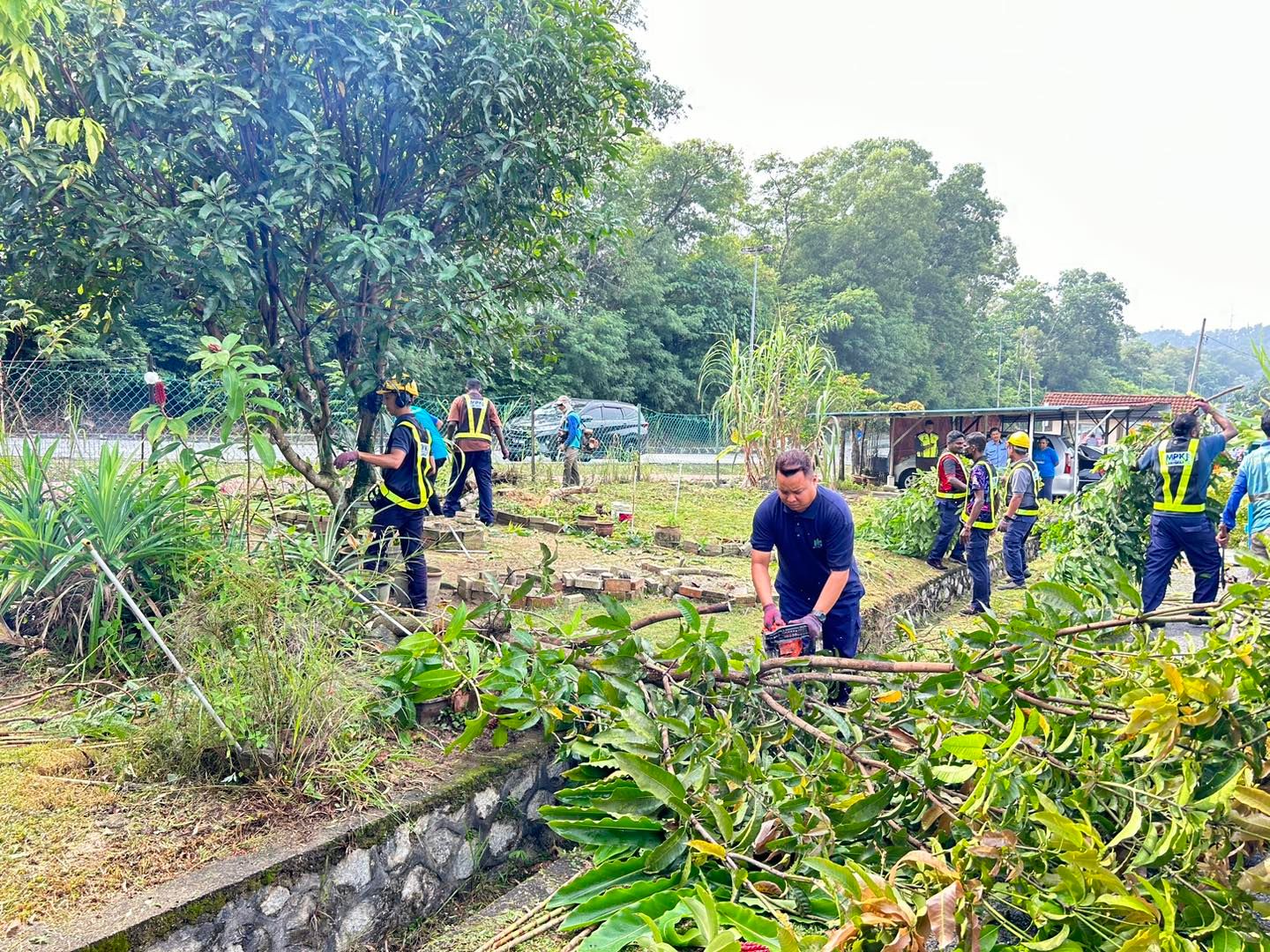 非法栽种果树滋扰民生影响卫生   加影市会与KDEB联手清除