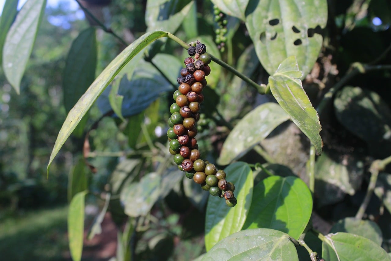 Global pepper demand expected to continue rising in 2024, 2025 — Minister