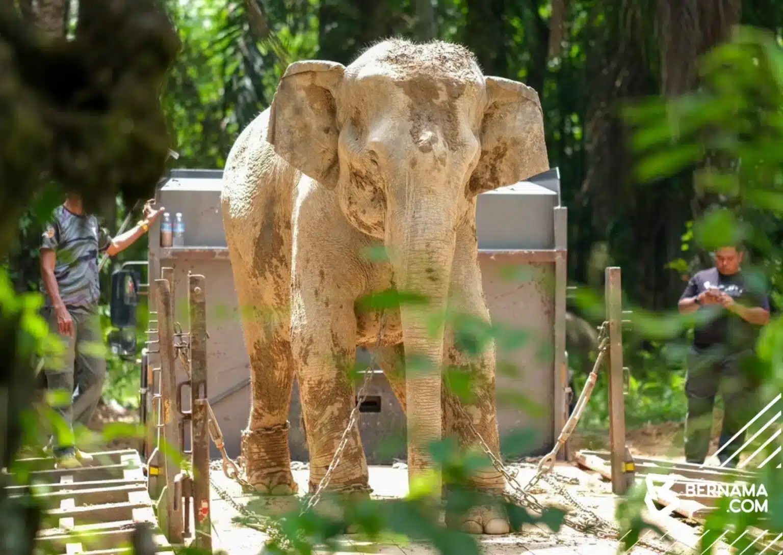 Wild elephants terorise Kesedar Renok Baru residents