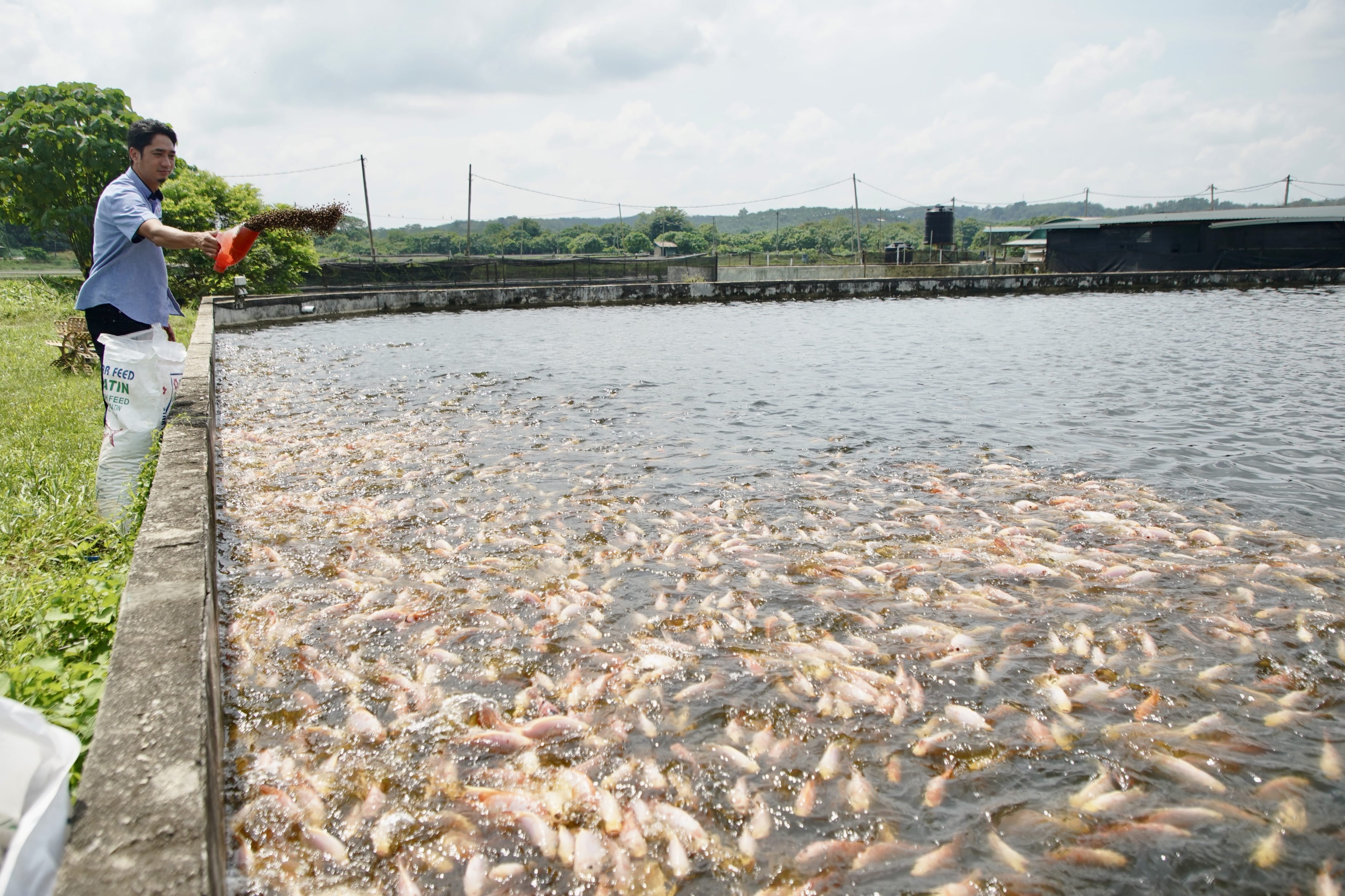 Ikon tani ternak 100 tan ikan keli, tilapia