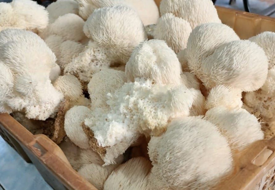 Khasiat cendawan kubis bunga rawat sakit berkaitan saraf