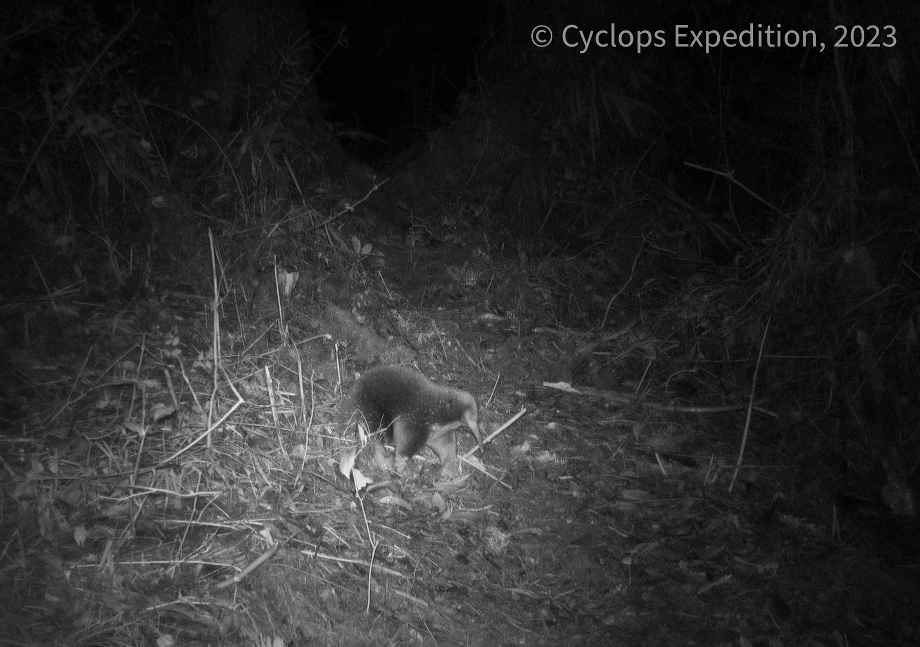 Long-lost mammal rediscovered in remote Indonesia mountains