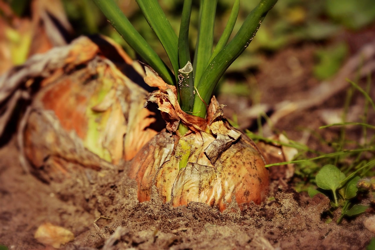 India bans export of onions until March to improve domestic supply