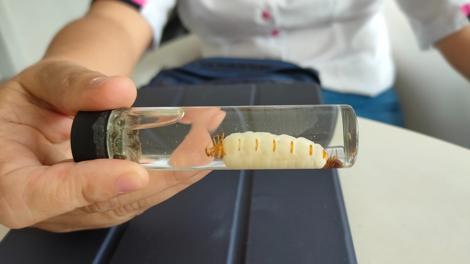 大马白蚁178个品种多为益虫 专家提醒乱投放药物恐致恶化