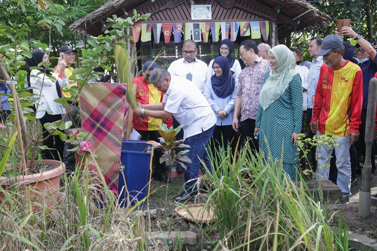 农长：开始收割稻谷   白米供应不足渐纾缓