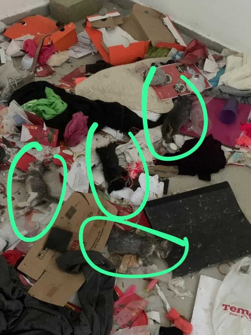 而连突巴刹逾十只猫被杀案 警方：正追查干案者.民众勿揣测此案