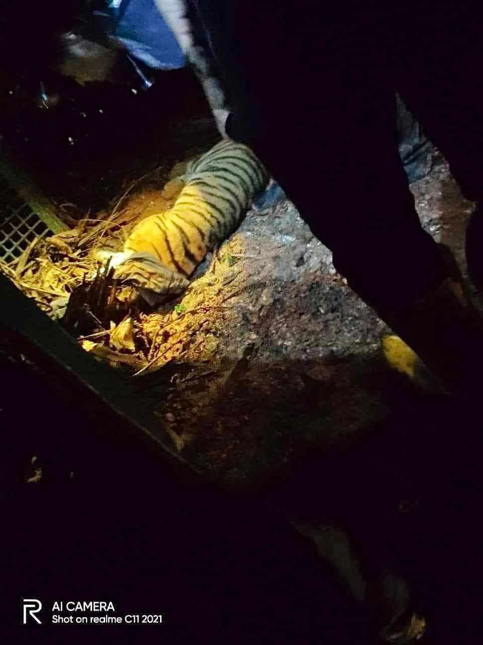 出没原住民村及部队营地   马来虎今清晨落网