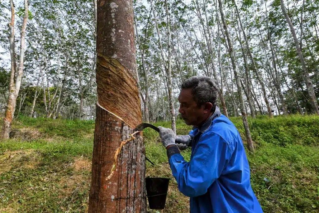  11,784 ரப்பர் சிறு தொழில் முனைவோருக்கு  பருவமழை நிவாரணத்திற்காக (பிஎம்டி) 9.4 மில்லியன் ரிங்கிட் ஒதுக்கீடு