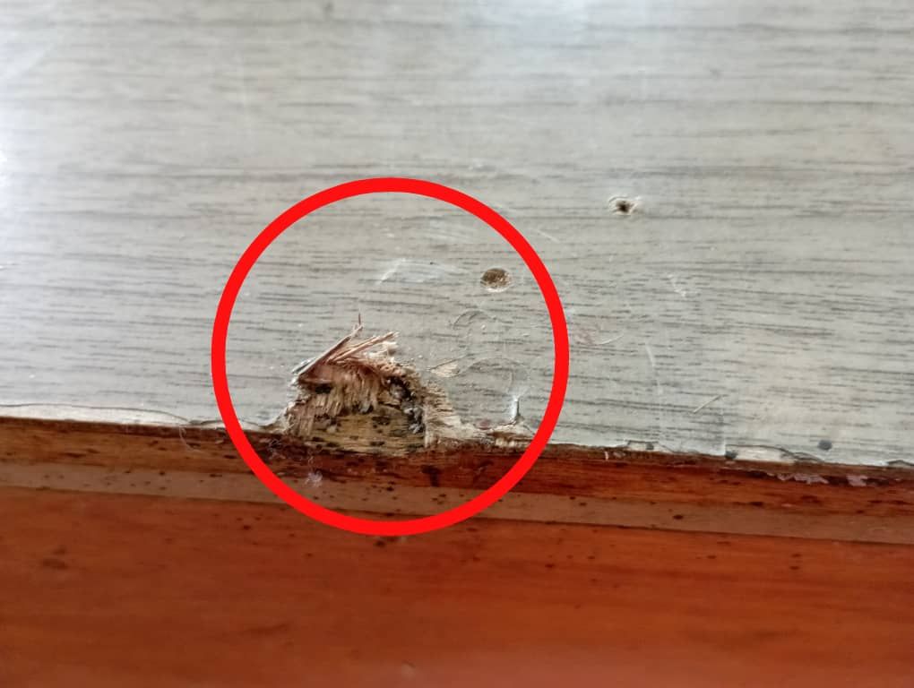 床虱恐慌：专家指大马防治成熟 掌握习性可杜绝扩散