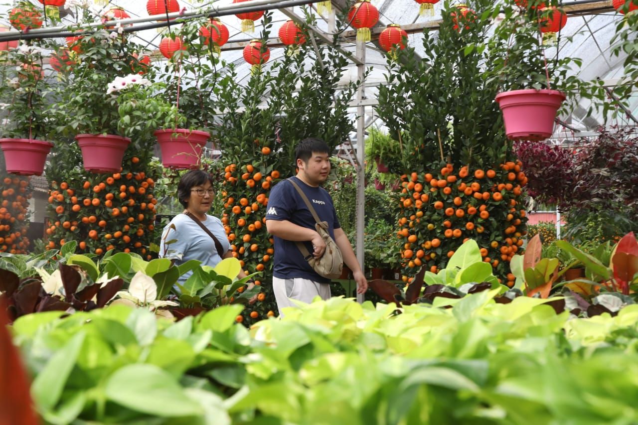 （视频）双溪毛糯花圃繁花似锦迎春来 年花桔树富贵竹银柳任选购
