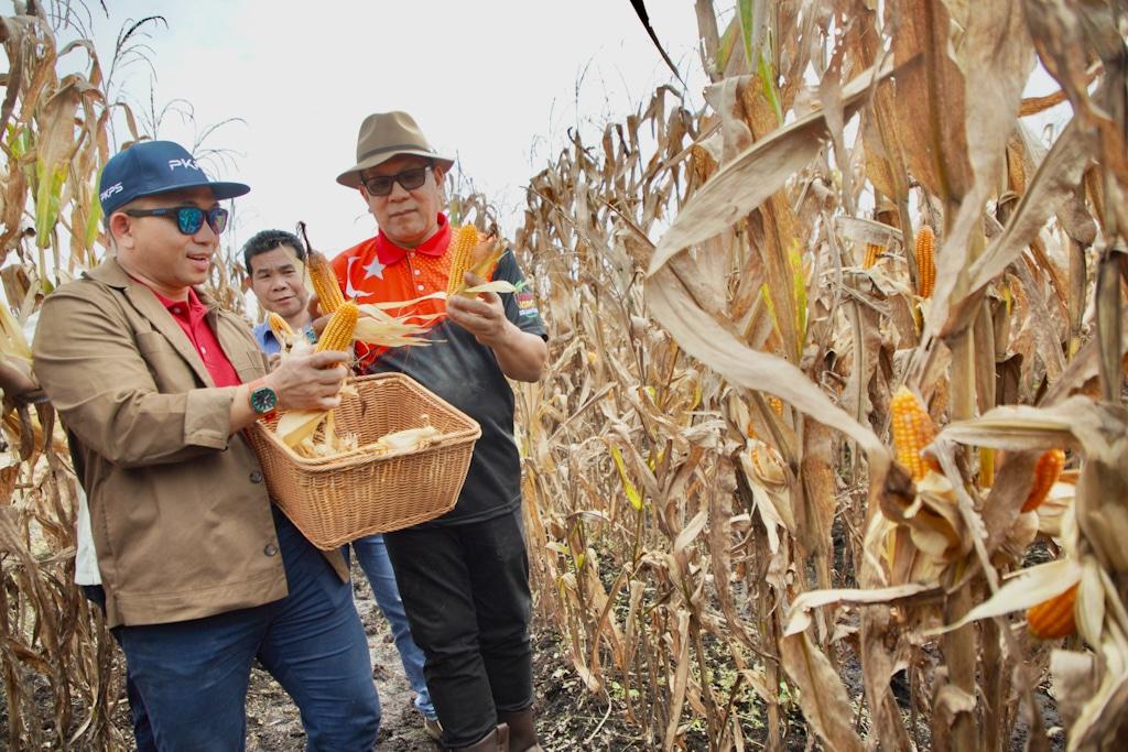 Jagung bijirin dapat sambutan, PKPS tawar harga murah banding import