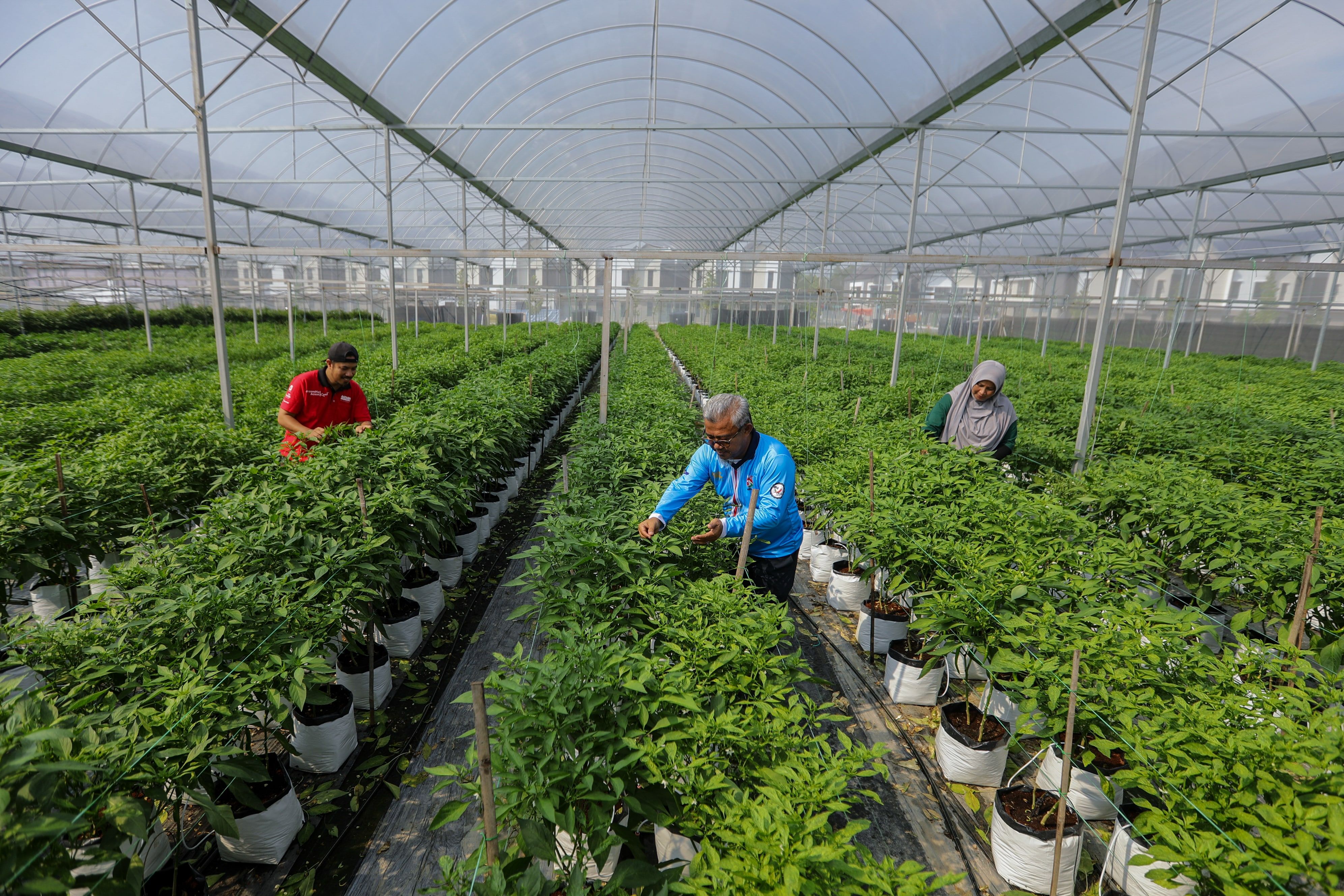 Kebun koperasi atasi miskin bandar, hasilkan cili tiga tan