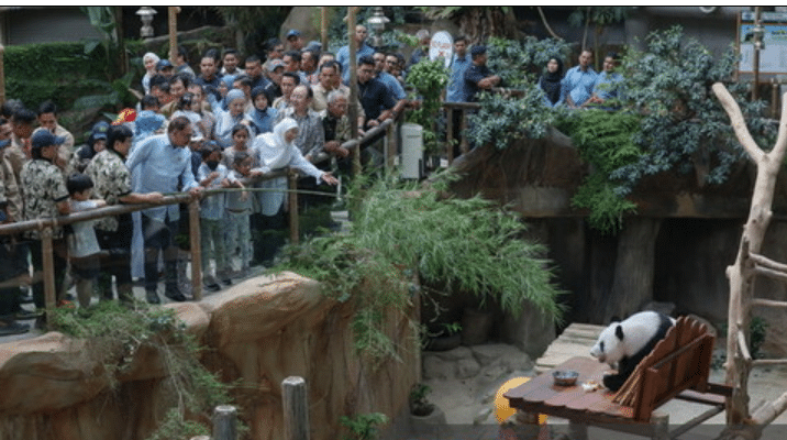 安华：马中将商延长熊猫租约