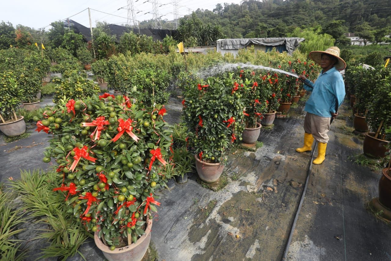 本地四季桔硕果累累 常年大吉大利讨好意