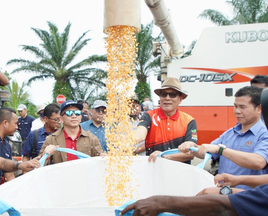 கோழி தீவனமாக மாநிலம் 118 டன் தானிய சோளத்தை அறுவடை செய்தது.