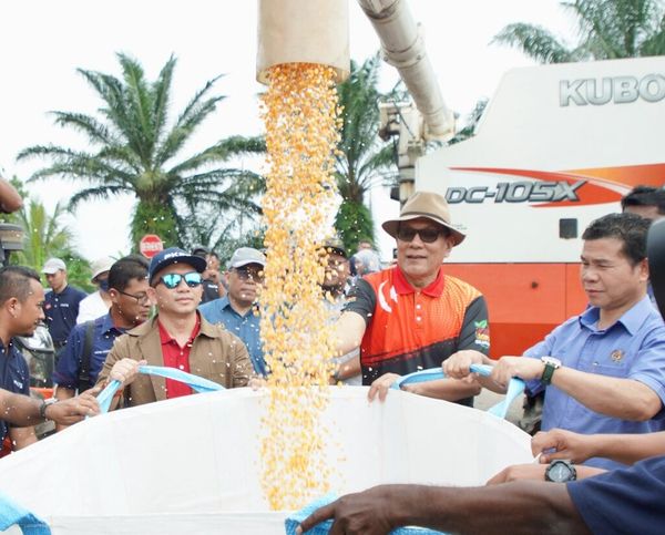 கோழி தீவனமாக மாநிலம் 118 டன் தானிய சோளத்தை அறுவடை செய்தது.