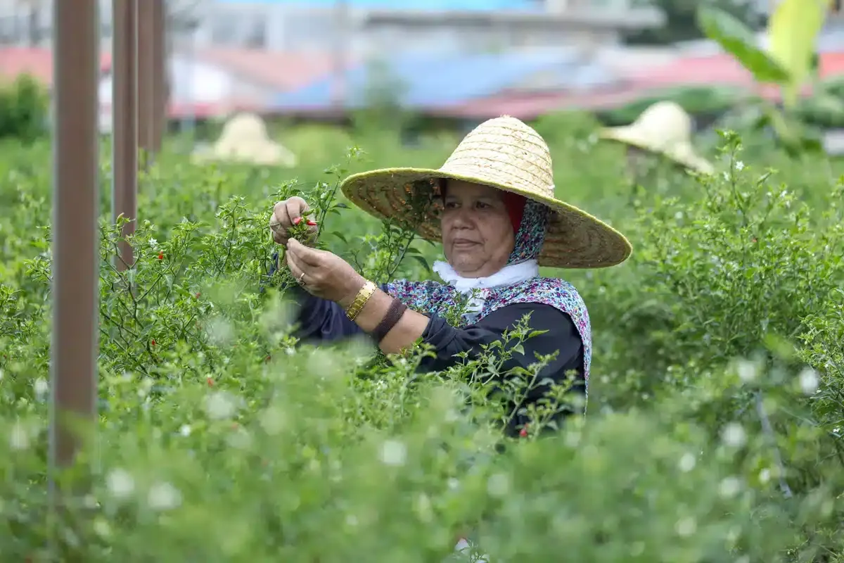 MAFS launches domestic agriculture campaign KENDIRI