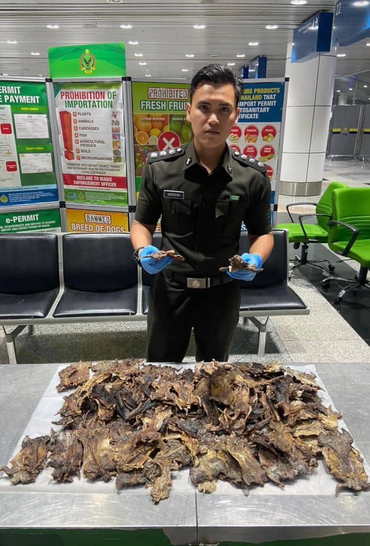 Maqis patahkan cubaan lelaki Myanmar bawa masuk tikus salai di KLIA
