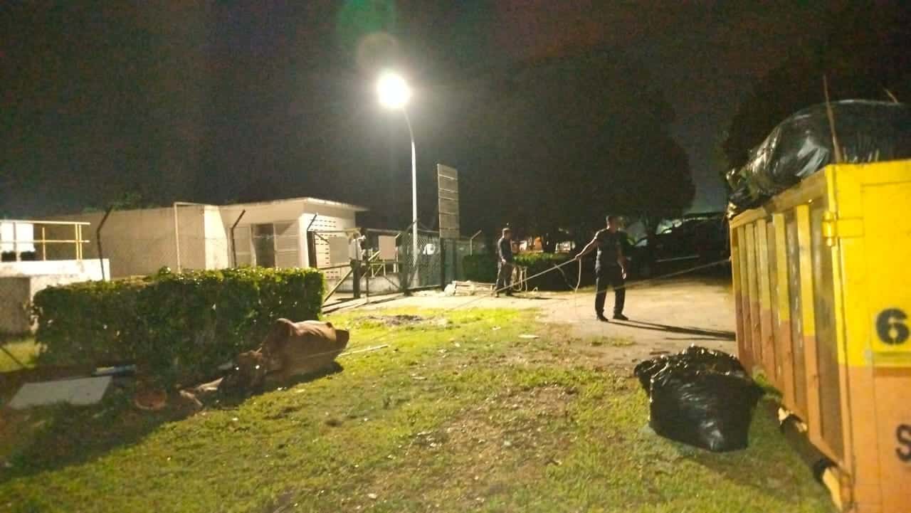 免公共场所游荡扰民  沙白县会再出动捉3牛只