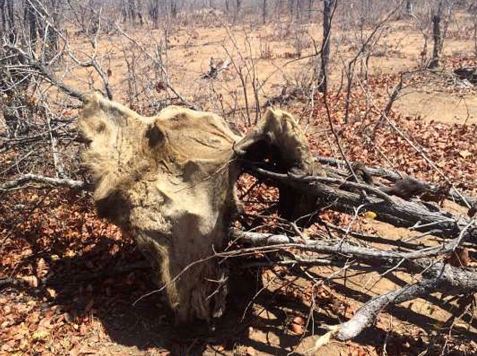 Mozambican poacher found guilty of killing 42 lions gets 30 years jail