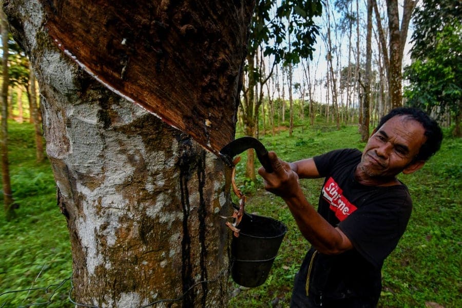 Smallholders livelihood rubber price mechanism to be finalised this year — Ministry