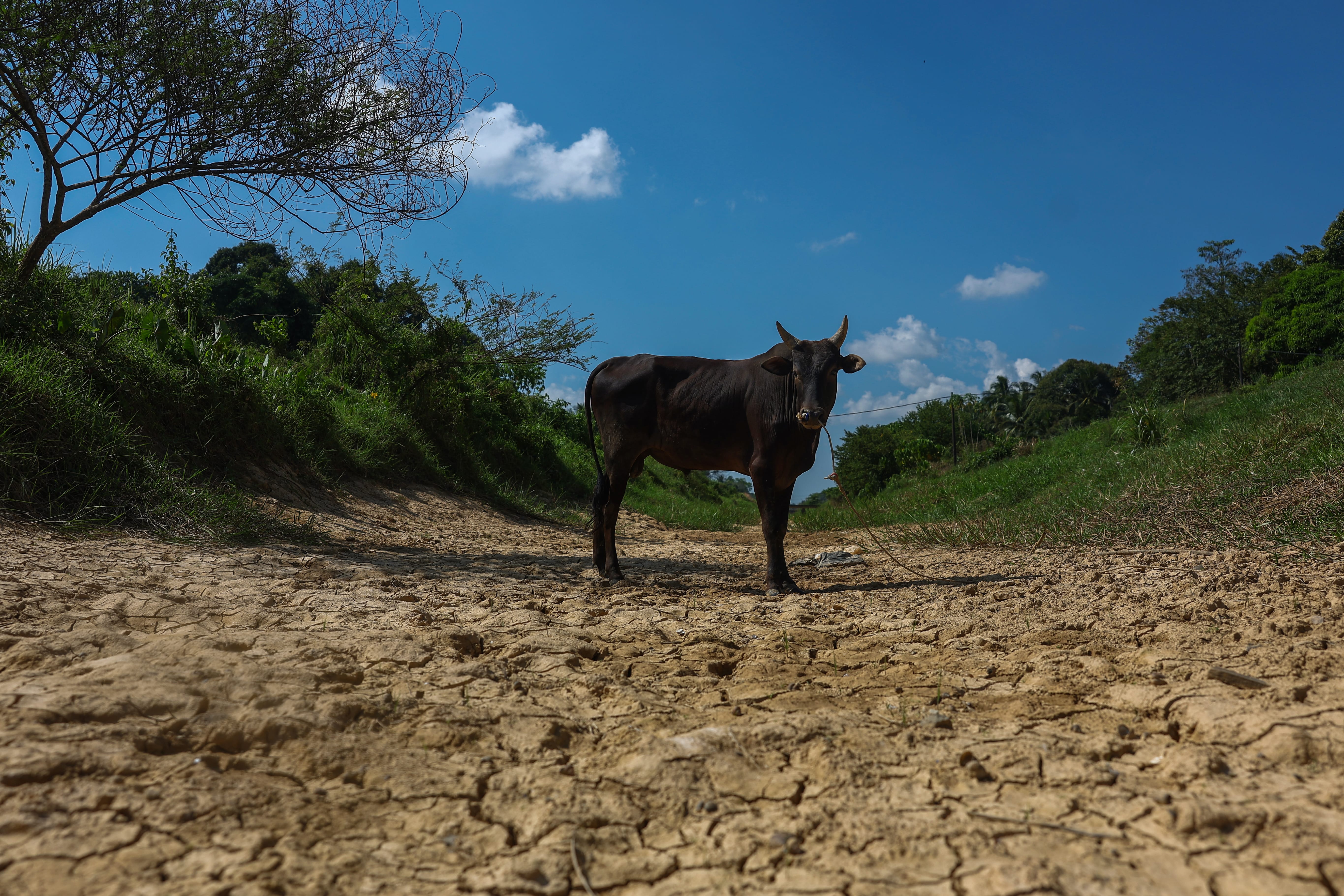 KADA: Cuaca panas jejas 8,900 hektar sawah, kerugian RM58 juta