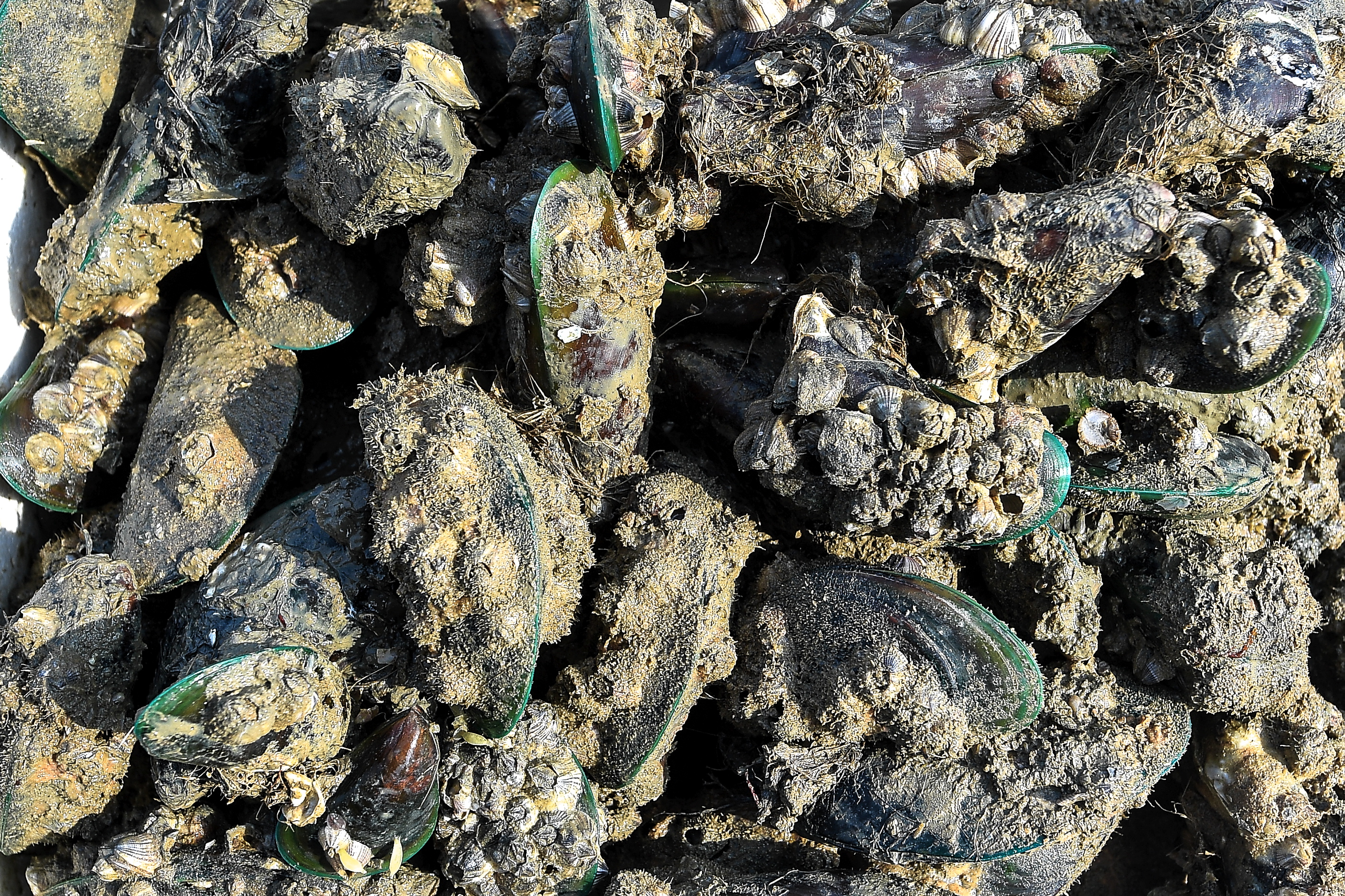 Negeri Sembilan govt to study impact of contaminated mussels on fishermen, entrepreneurs