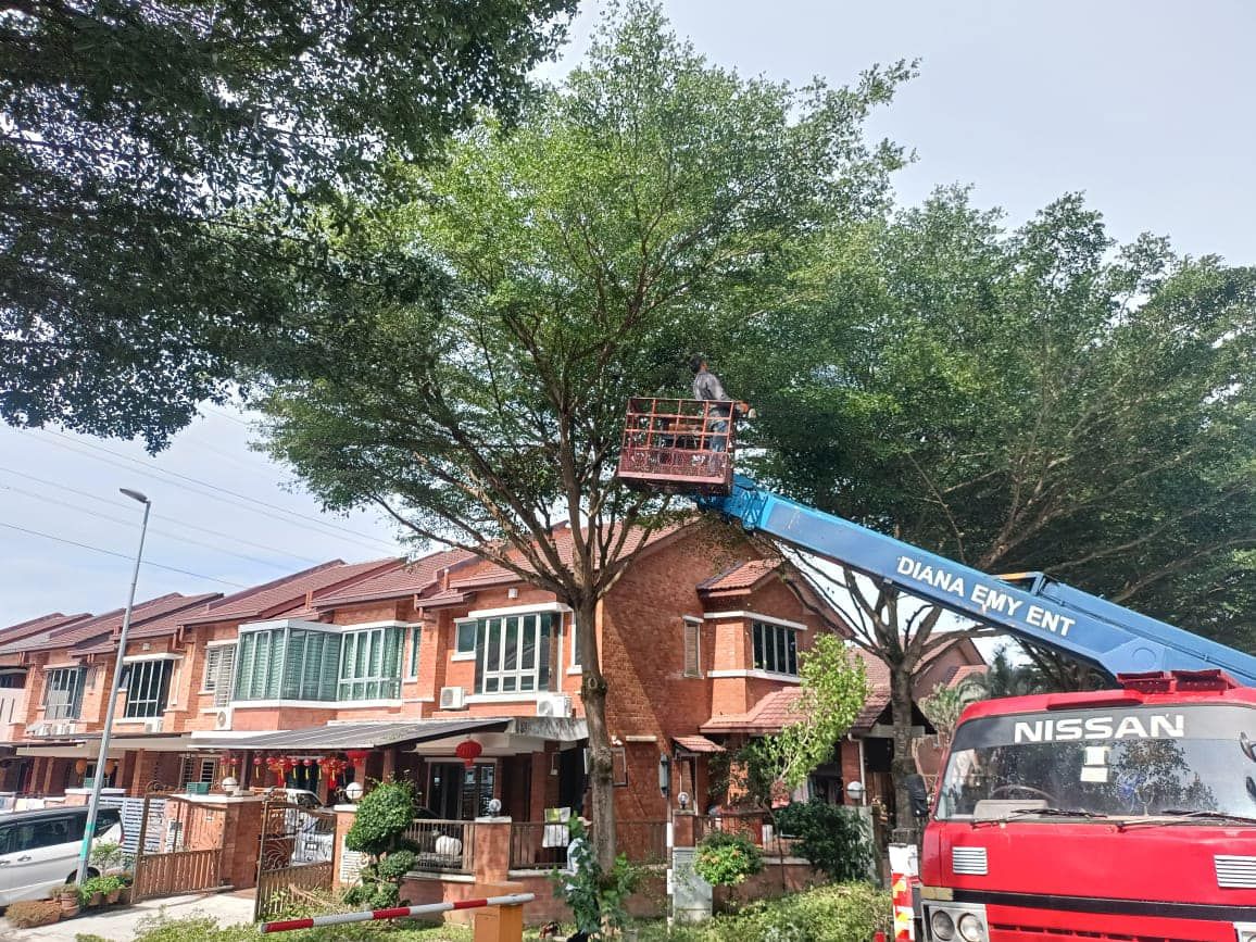 即起至731修剪树木  梳邦市厅：保障道路使用安全