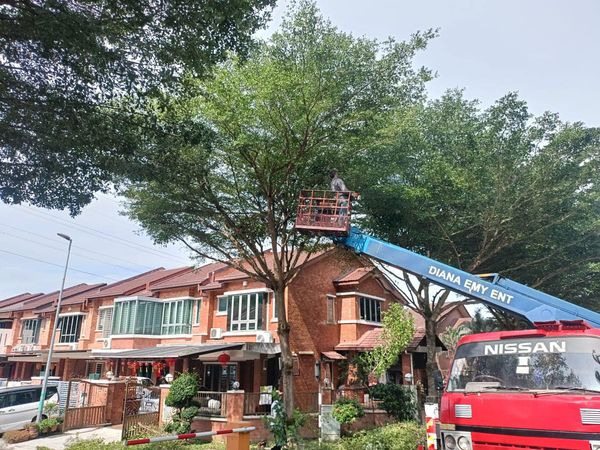 即起至731修剪树木 梳邦市厅:保障道路使用安全