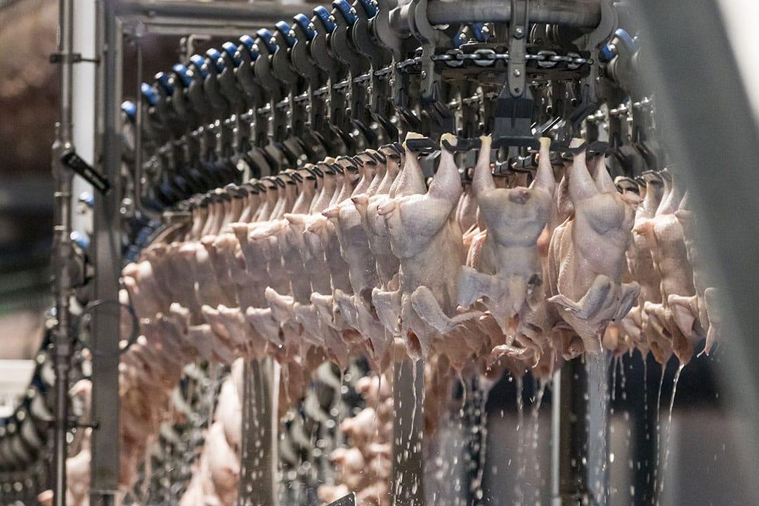More halal poultry from Brazil cleared for export to Malaysia