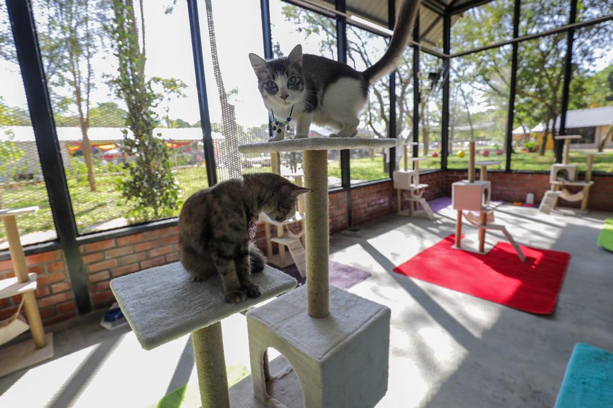 Sepang stray cats living a charmed life