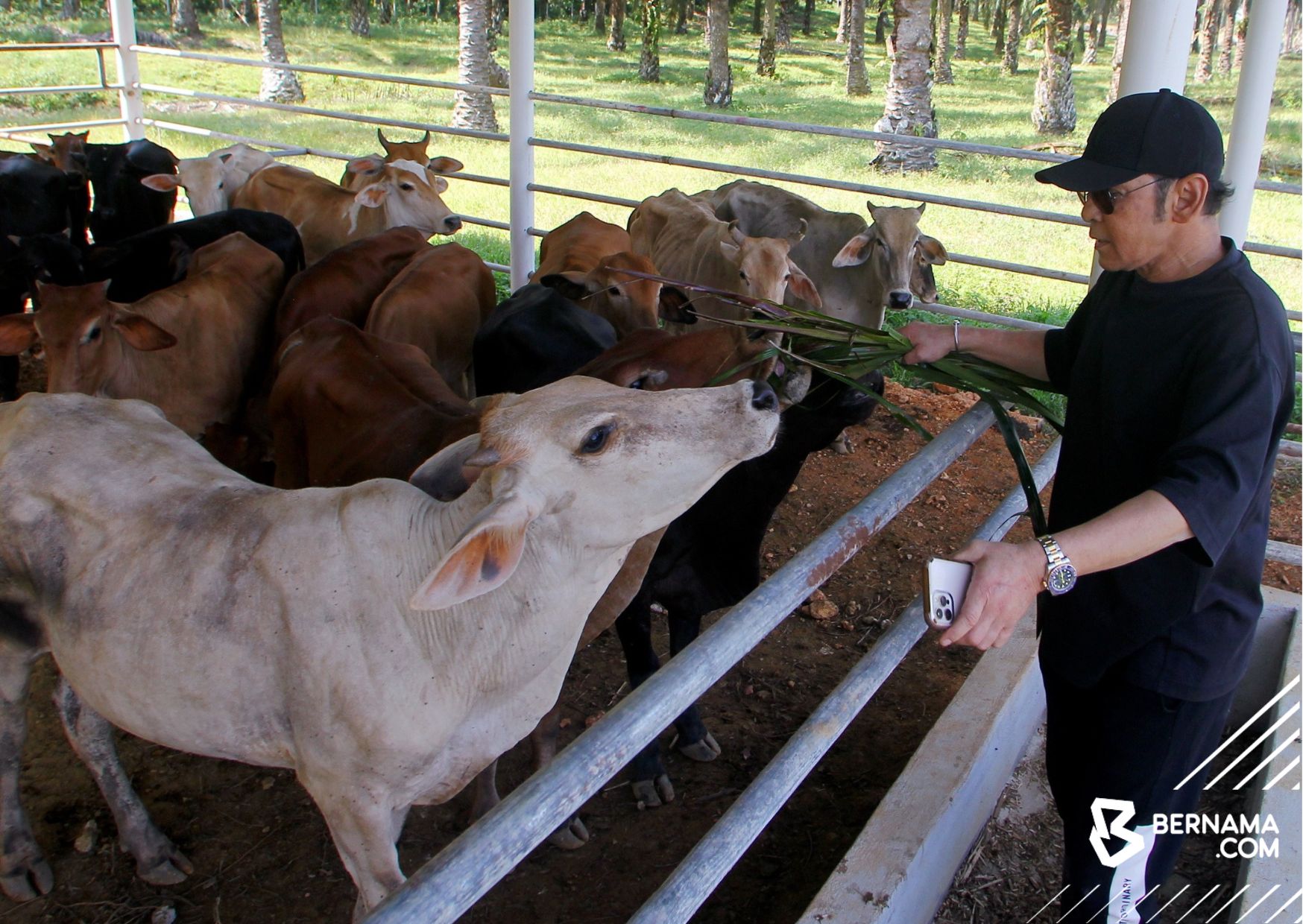 Jamal Abdillah jual daging lembu harga Rahmah, hasil ternakan sendiri