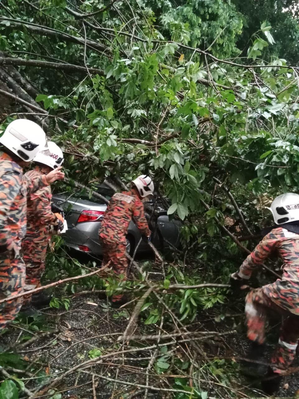 倒下大树压中轿车   女司机大命不死！