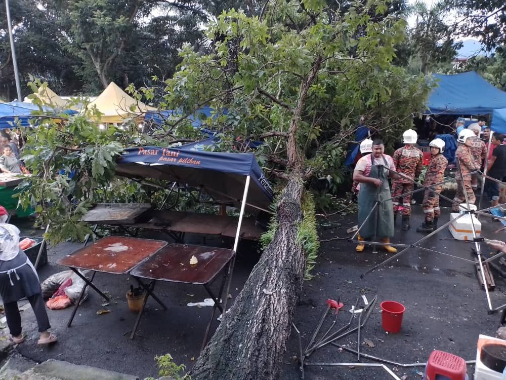 汝来昨日大雨后 一棵树倒向夜市2档口