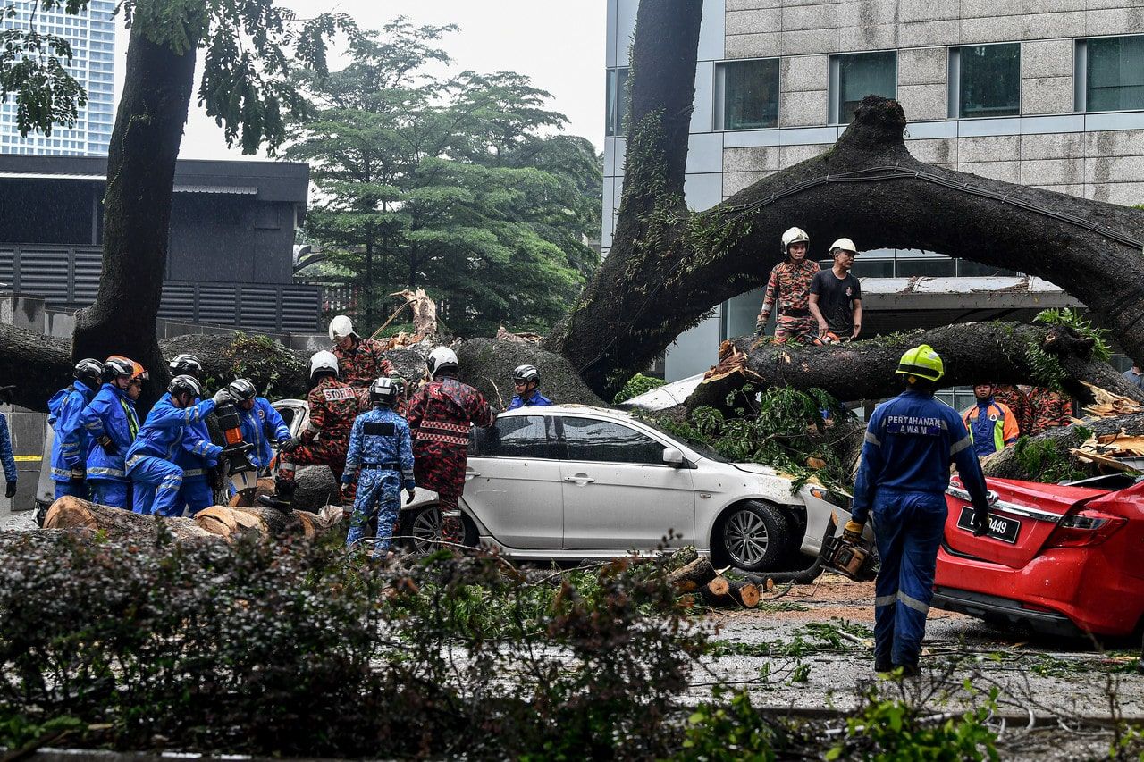 各地方政府沿用指南     处理高风险大树保平安