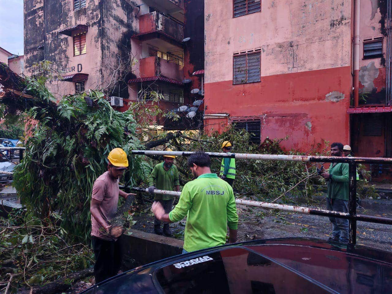 梳邦再也市厅采取积极措施 降低公共场所遮荫树倒塌风险