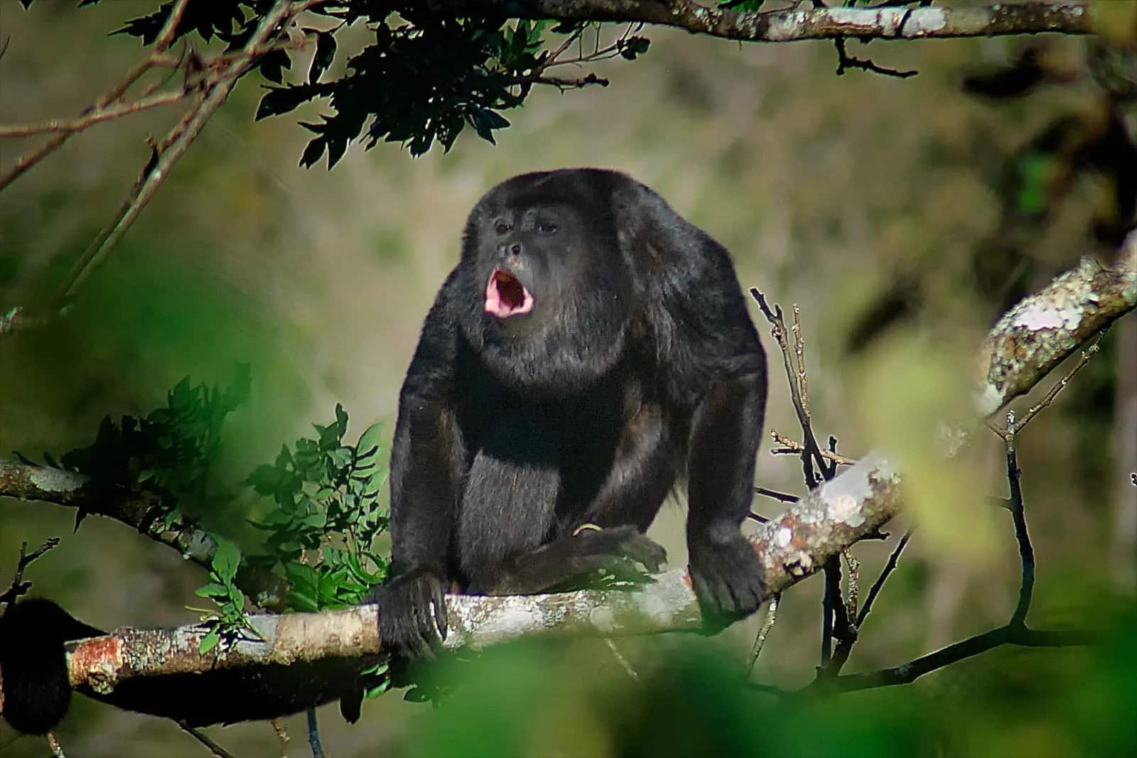 Over 200 howler monkeys in Mexico perish in heatwave, says NGO