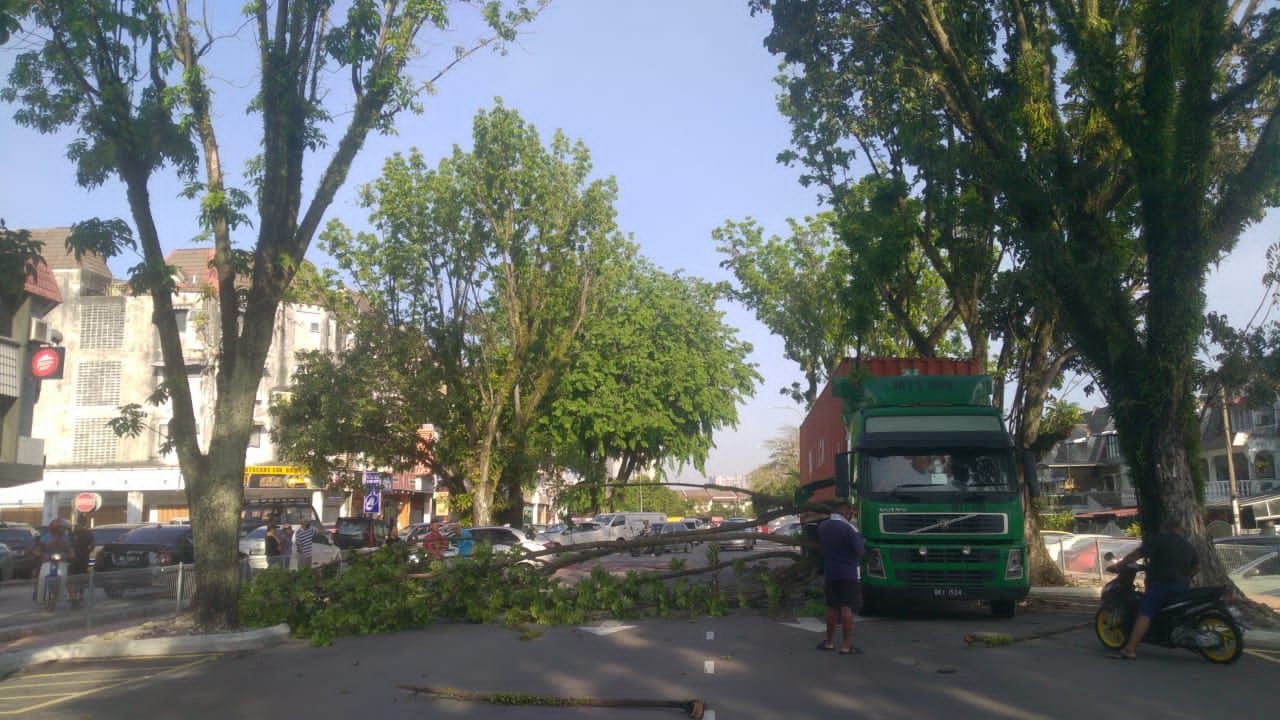 吁安邦市会定期修剪大树  游佳豪：避免树卡罗里引不便