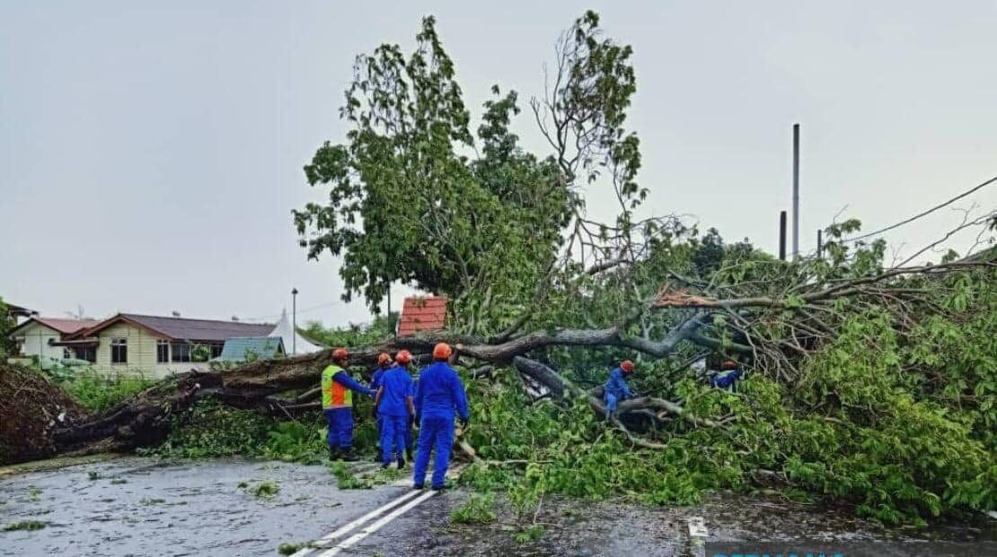 விழுந்து கிடந்த மரத்தில் மோதிய கார்கள்- ஐவர் உயிர் தப்பினர்!