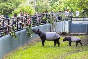 Tapir Malaya terancam, Selangor perkukuh koridor hidupan liar