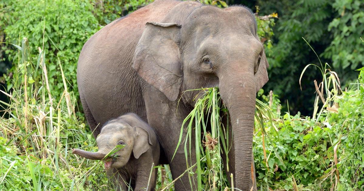 Bornean elephants endangered due to human activity, wildlife experts say