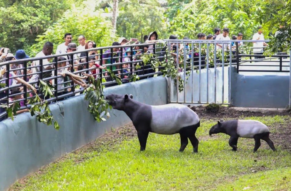 雪王储推介环境吉祥物马来貘  “地球”将是系列活动代言人