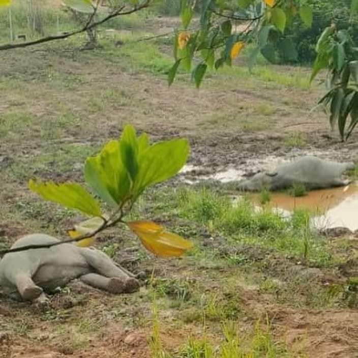 加亨4大象上周集体死亡 出现呼吸困难及器官衰竭