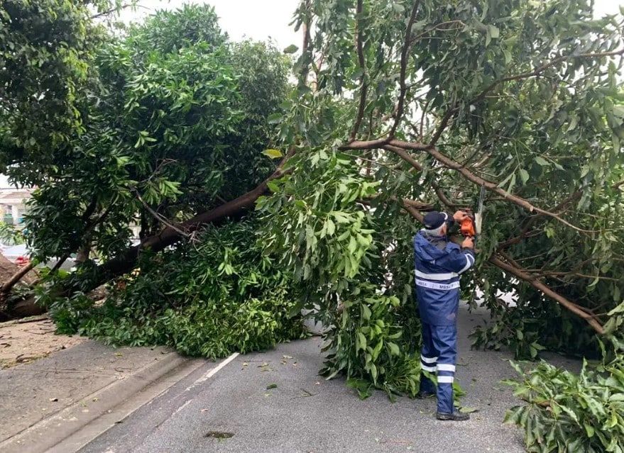 树倒受害者可向地方政府索偿  莎阿南市长：需提供照片和报案书